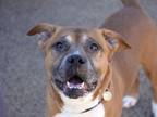 Adopt GUS a Pit Bull Terrier, Mixed Breed