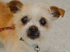 Adopt CLEMM a Terrier, Mixed Breed
