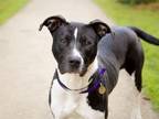 Adopt GOOFY a Pit Bull Terrier, Mixed Breed