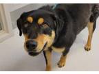 Adopt CLAUS a Rottweiler, Mixed Breed