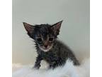 Tilly Domestic Shorthair Kitten Female