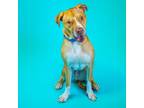 Adopt Son Son (Baraka) a Pit Bull Terrier, Mixed Breed