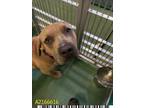 Adopt BUDHHA a Mastiff, Pit Bull Terrier