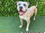 Adopt DRACO CONSECO a Pit Bull Terrier