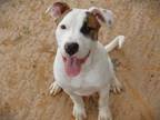 Adopt PLUTO a American Staffordshire Terrier, Mixed Breed