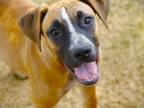 Adopt ROBERTA a Black Mouth Cur, Mixed Breed