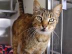 Adopt GENDRY a Domestic Short Hair