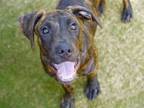 Adopt BOBBY a American Staffordshire Terrier, Mixed Breed