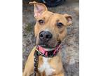 Adopt SPIDER a Mixed Breed