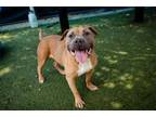 Adopt DUDLEY a Pit Bull Terrier