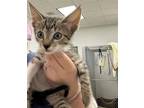 Adopt SPRUCE a Domestic Short Hair