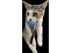 Adopt TURQUOISE a Domestic Short Hair