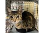 Adopt ORION a Domestic Short Hair