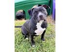 Adopt ROMEO a American Staffordshire Terrier