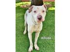 Adopt ALFREDO a Pit Bull Terrier, Mixed Breed