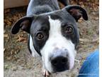 Adopt HERMAN a Pit Bull Terrier, Mixed Breed