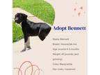 Adopt Bennett a Labrador Retriever