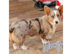 Cardigan Welsh Corgi Puppy for sale in Akron, CO, USA