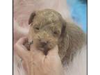 Maltipoo Puppy for sale in Lakeland, FL, USA