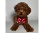 Baby Red Toy Poodle