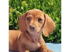 Dachshund Puppy for sale in Florence, KY, USA