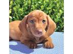 Dachshund Puppy for sale in Florence, KY, USA