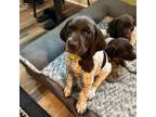 German Shorthaired Pointer Puppy for sale in Necedah, WI, USA