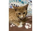 Adopt RUSSELL SPROUT a Domestic Short Hair