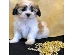 Shih Tzu Puppy for sale in Durham, CT, USA