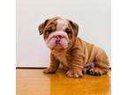 Bulldog Puppy for sale in Stamford, CT, USA