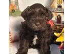 Schnauzer (Miniature) Puppy for sale in Brighton, TN, USA