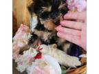 Yorkshire Terrier Puppy for sale in Nickelsville, VA, USA