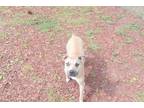 Adopt ALDI a Pit Bull Terrier, Mixed Breed