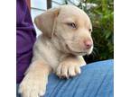 Labrador Retriever Puppy for sale in Bellingham, WA, USA