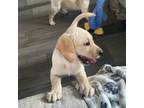 Labrador Retriever Puppy for sale in Auburndale, FL, USA