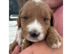 Mutt Puppy for sale in Mercer Island, WA, USA