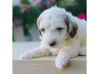Mutt Puppy for sale in Mercer Island, WA, USA
