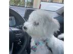 Bichon Frise Puppy for sale in Jupiter, FL, USA
