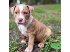 Mutt Puppy for sale in Sumterville, FL, USA