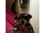 Yorkshire Terrier Puppy for sale in Florence, MS, USA
