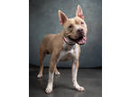Adopt Loki a Pit Bull Terrier, Mixed Breed