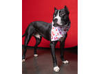 Adopt Pub a Pit Bull Terrier, Mixed Breed