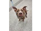 Adopt Boombox a Pit Bull Terrier, Mixed Breed