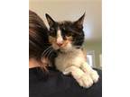 Adopt Miffy - In Foster a All Black Domestic Shorthair / Mixed Breed (Medium) /
