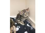 Adopt Pistachio-ADOPTED! a Domestic Short Hair
