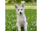 Adopt Kai a Siberian Husky