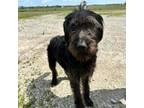 Adopt Dave a Irish Wolfhound