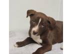 Adopt Chateau a Mixed Breed