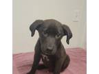 Adopt Larry **Off-Site Foster Home** a Mixed Breed