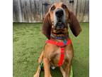 Adopt Sammie a Bloodhound, Mixed Breed